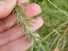 Schistostephium crataegifolium