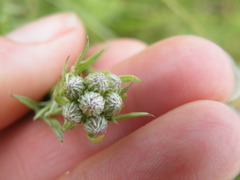 Schistostephium crataegifolium