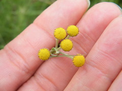 Schistostephium crataegifolium