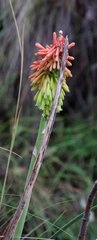 Kniphofia stricta
