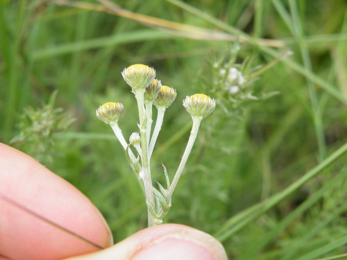 Image of Golden Flat-Flower (Schistostephium crataegifolium) by (c) Antoinette Eyssell Knox, some rights reserved (CC BY-SA)
