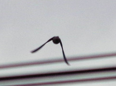 Pygochelidon cyanoleuca