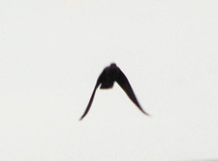 Pygochelidon cyanoleuca