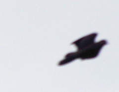 Pygochelidon cyanoleuca