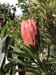 Protea aristata × repens