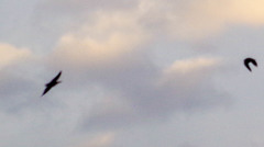 Pygochelidon cyanoleuca