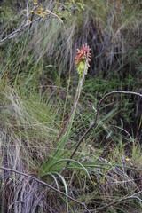 Kniphofia stricta