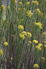 Euryops tysonii