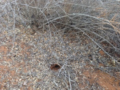 Uratelornis chimaera