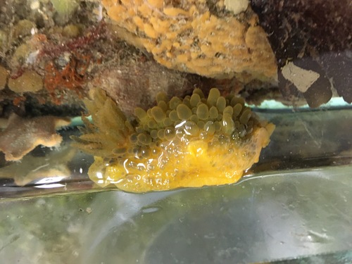 Warty Doris