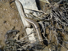 Emoia atrocostata