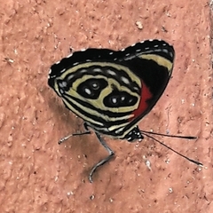 Catagramma pygas thamyras