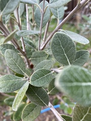 Feijoa sellowiana