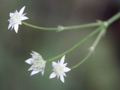 Alepidea delicatula