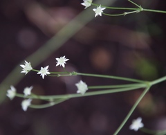 Alepidea delicatula