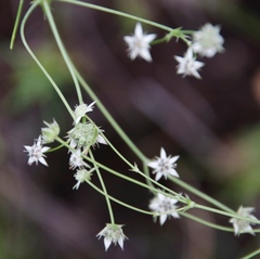 Alepidea delicatula