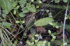 Alepidea delicatula