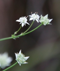 Alepidea delicatula