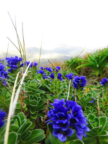 Image of Veronica benthamii by no rights reserved