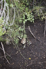 Alepidea delicatula