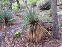 Yucca madrensis