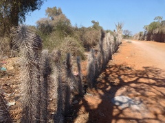 Didierea madagascariensis