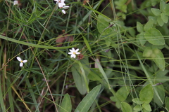 Athrixia angustissima