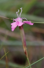 Dianthus basuticus