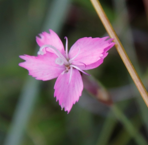 Image of Lesotho Pink (Dianthus basuticus) by (c) Tony Rebelo, some rights reserved (CC BY-SA)