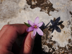 Colchicum cupanii