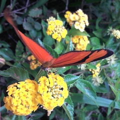 Dryas iulia alcionea