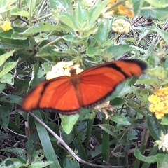 Dryas iulia alcionea