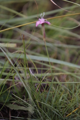 Dianthus basuticus
