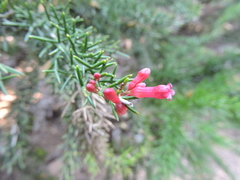 Colletia ulicina
