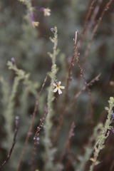 Jamesbrittenia pristisepala