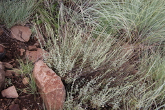 Jamesbrittenia pristisepala