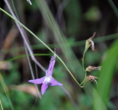 Lobelia preslii