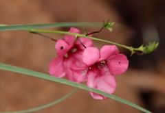 Diascia integerrima