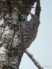 Salpornis salvadori emini