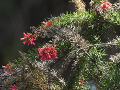 Colletia ulicina