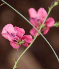 Diascia integerrima