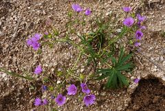 Geranium linearilobum