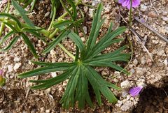Geranium linearilobum