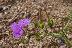 Geranium linearilobum