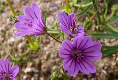 Geranium linearilobum