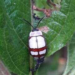 Alagoasa decemguttata