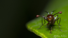 Cyrtodiopsis dalmanni