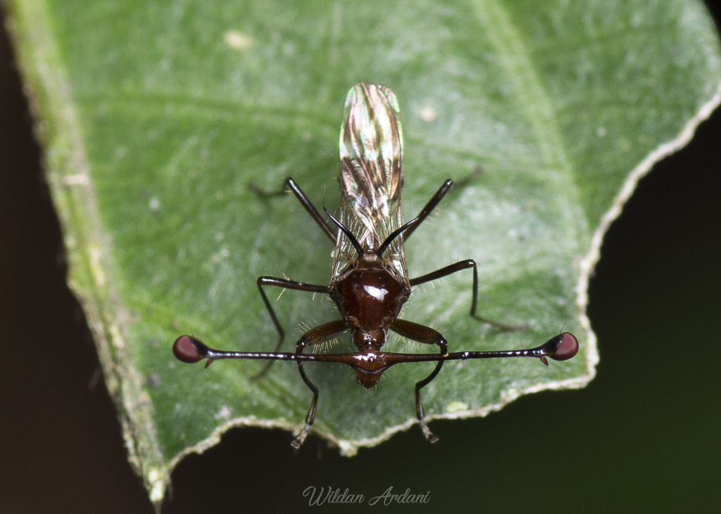 Cyrtodiopsis