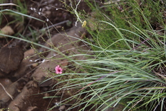 Diascia integerrima
