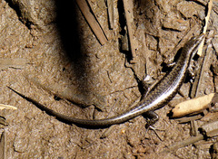 Emoia atrocostata